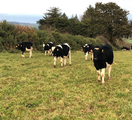 Managing replacement weanling heifers this winter