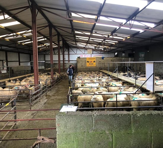 Heavy lambs dominate the sale at Delvin as prices reach €133/head