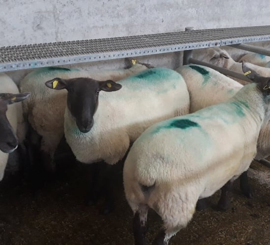 Cull ewes hit €130/head while heavy lambs top €137/head at Ennis Mart