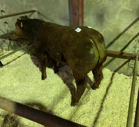 Bullock sells for €2,850 at 'Ballybay Beef Festival' sale