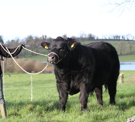 €8,600 leads the trade for Angus bulls at 'Elite Sale'