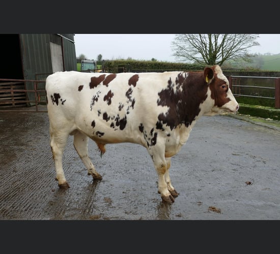 High demand for cows in milk at Dungannon dairy sale