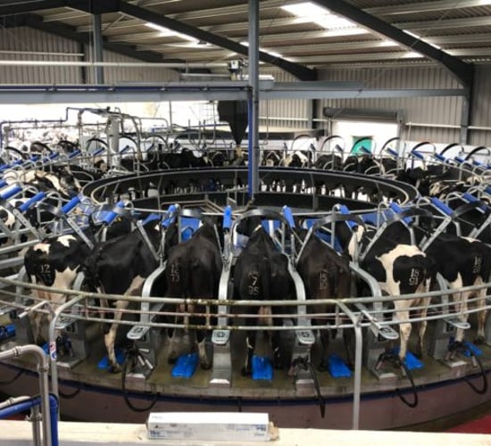 Back In Focus: Milking 250 cows through a brand new 40-unit rotary parlour