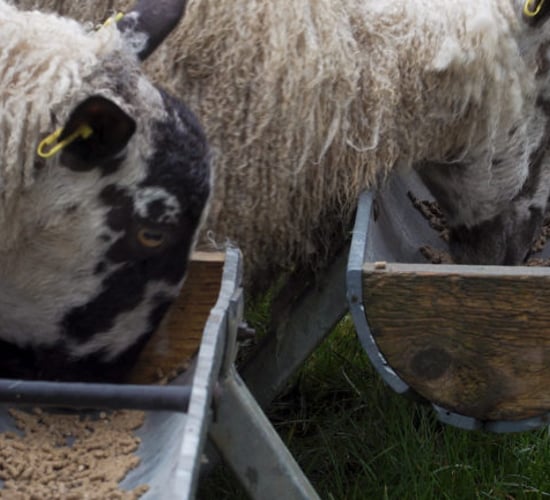 Keep an eye on ewe BCS, particularly any thinner or older ewes