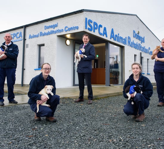 'Record funding' of over €3 million announced for animal welfare organisations