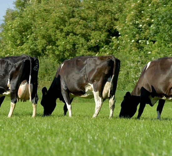 Dovea Genetics: Looking to the future in Ireland and abroad