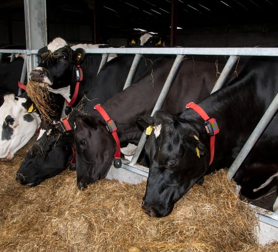 2021 breeding season starts at drying off 2020