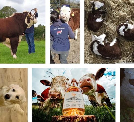 Calendar of handsome Herefords released in aid of midlands hospice fund