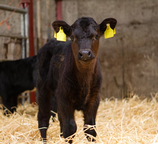 Improving returns in your calf-to-beef system