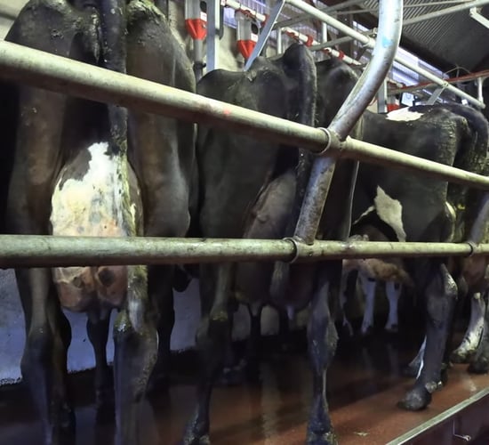 Dairy advice: Post-milking teat disinfectant