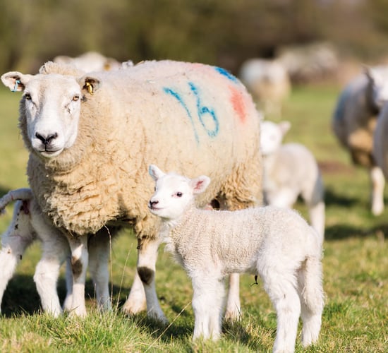 Give lambs the best start by getting ewe nutrition right