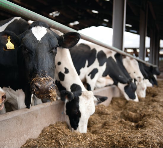 Actisaf live yeast increases feed efficiency by 5.5% in early lactation cows