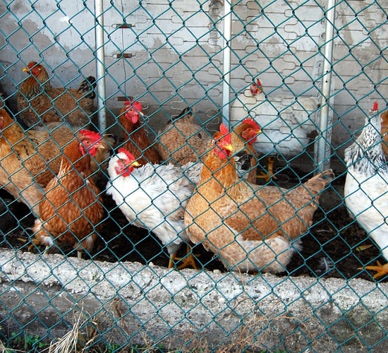 'We are aware we need to do more': MEPs debate banning caged farming in EU