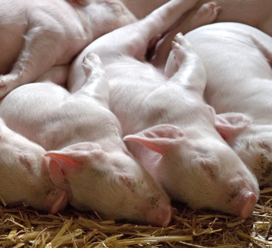 Potential impact of antimicrobial restriction on Lawsonia infection