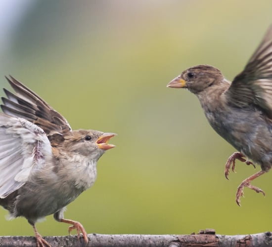 QUB theory suggests emotions underpin animal behaviour