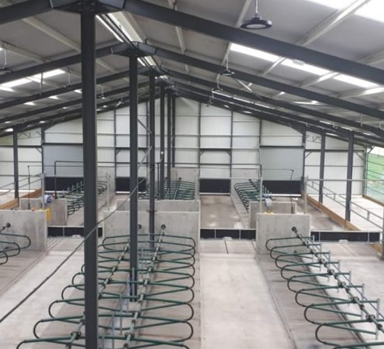 Back In Focus: Housing 80 pedigree Charolais cows in a new cubicle shed in Co. Cavan