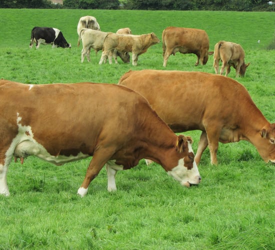 Exploiting the full potential of Irish grass-fed beef