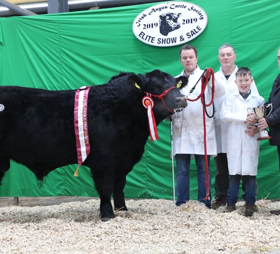 Irish Angus Cattle Society to host 'Elite Sale' this Saturday
