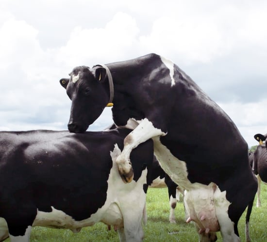 Reduce labour by automating these three farm tasks