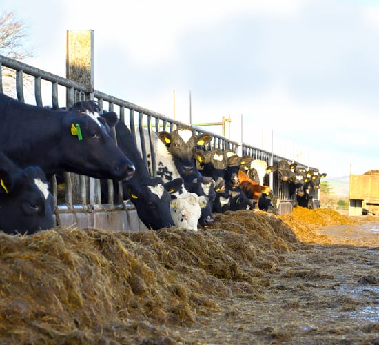 Time to start selecting bulls for your autumn calving herd