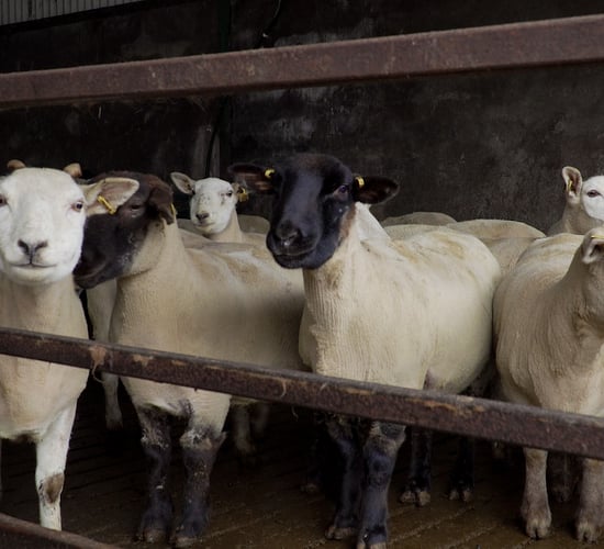 Take advantage of the benefits scanning ewes offers