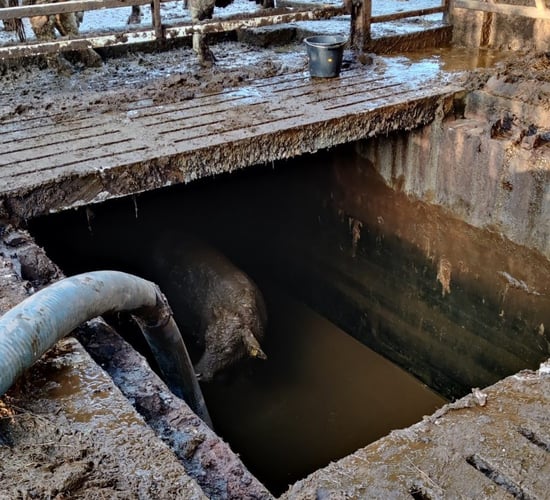 Pics: Firefighters facilitate rescue of cattle from slurry pit in Monaghan