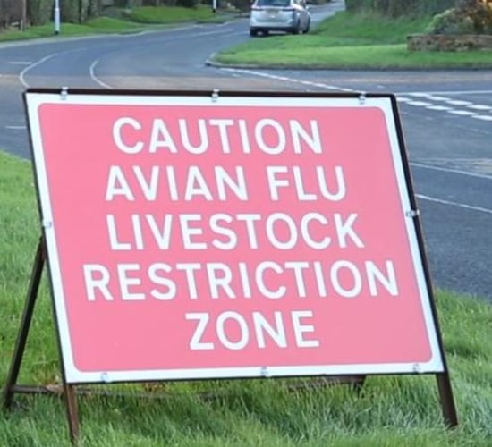 Avian influenza housing order to come into force in Northern Ireland