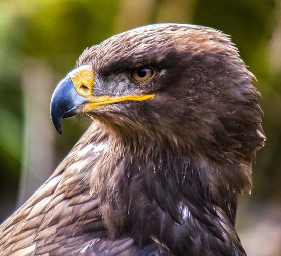 NPWS investigates shooting of buzzard in Co. Laois