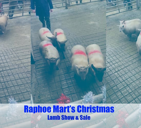 Video: Lambs hit €215/head at Raphoe's Christmas lamb show and sale