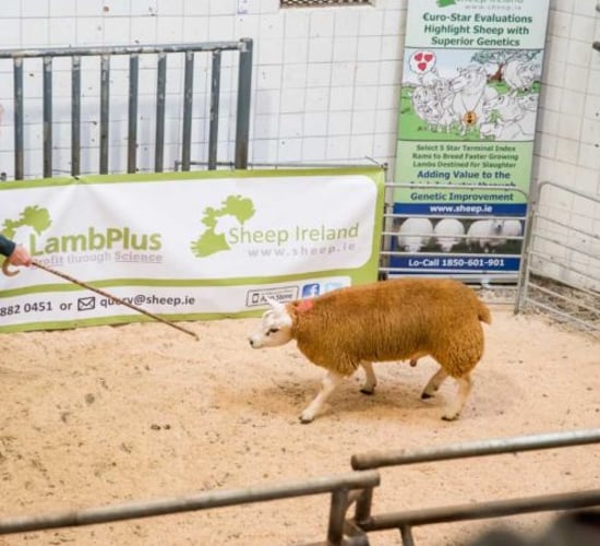 Number of LambPlus flocks jumps by 110 to over 850