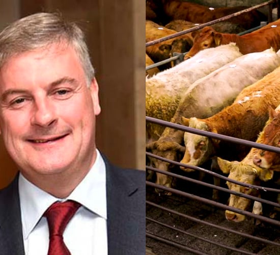 ICSA calls for 'strong beef regulator' and winding down of Beef Taskforce