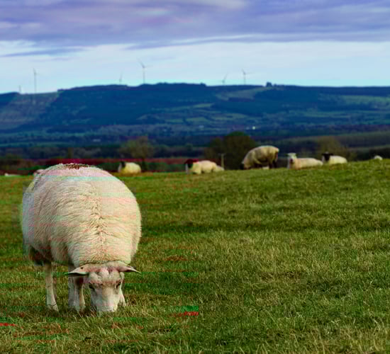 Value of exports of Irish sheepmeat in 2021 reaches €420m