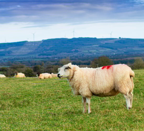 'Lambs reared per ewe can increase from the current level of 1.39 to 1.55 by 2027'
