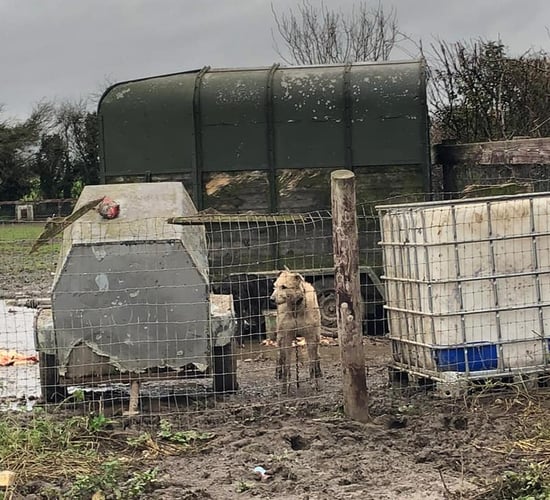 Animal cruelty register petition tabled in the Assembly