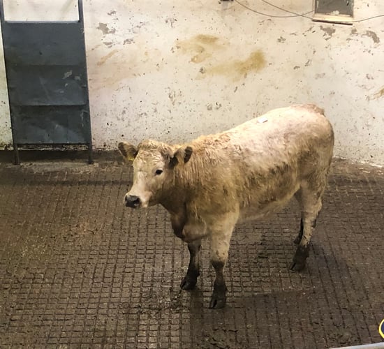 Pics and prices: Quality continental stores on offer at Granard Mart