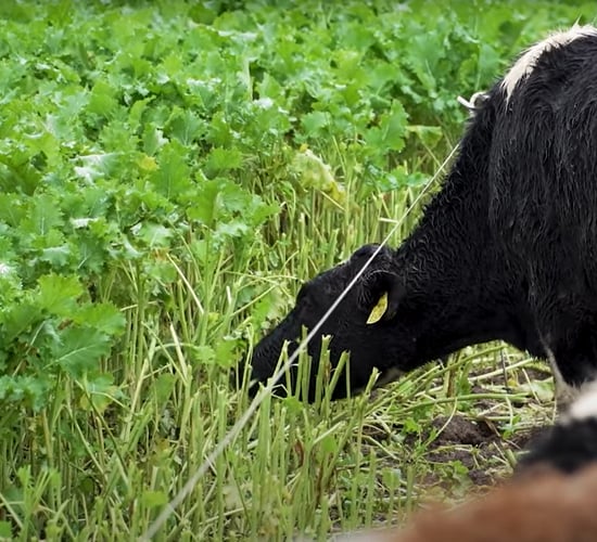 Global land area for grazing and fodder reduced by 191m hectares - FAO