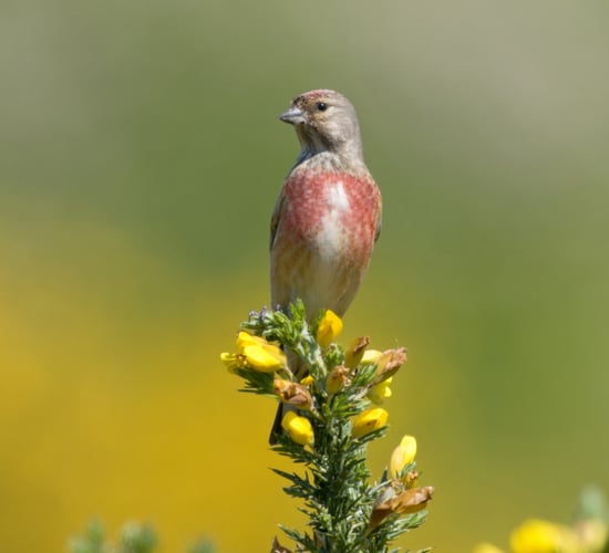Report links decline in linnets and reed buntings to reduction in arable land in NI