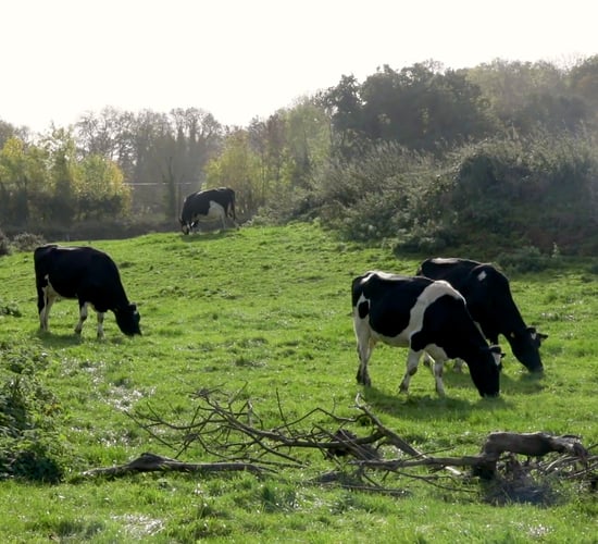 Bluetongue: 4 further cases confirmed in southeast of England