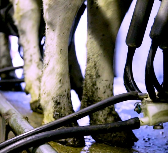 ICOS co-op chairs to travel to Brussels amid nitrates 'frustration'