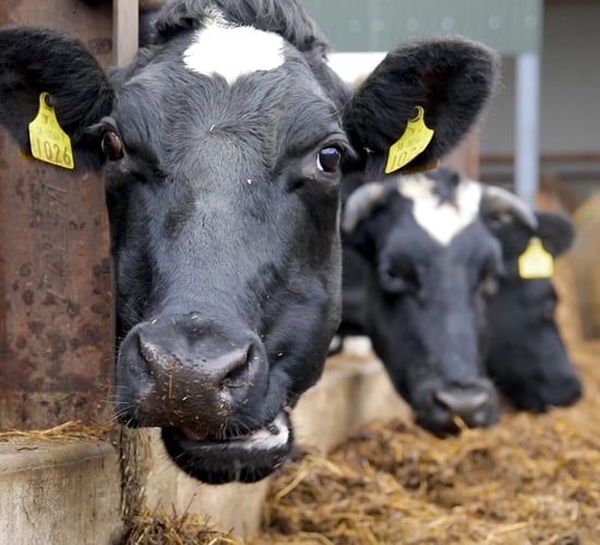 Irish-based ration achieves 47% reduction in emissions