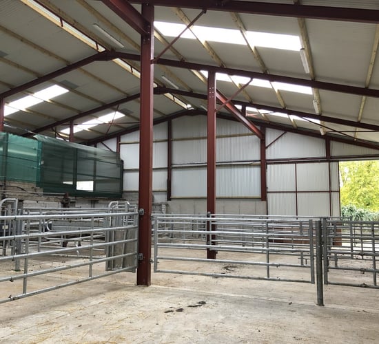 Dairy advice: Time to get your calf shed in order