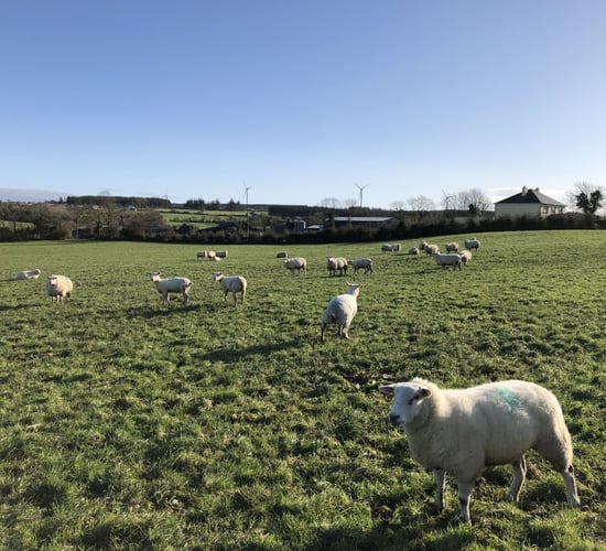 Don't undo hard work by regrazing closed paddocks
