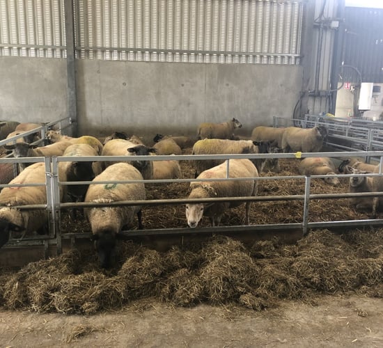 Getting to grips with lameness issues as housing ewes looms for many farms