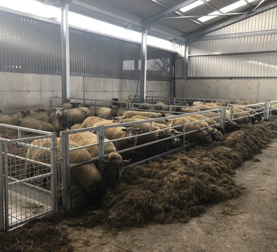 Sheep Focus: 'Early-lambing twin and triplet-bearing ewes have been started on meal'