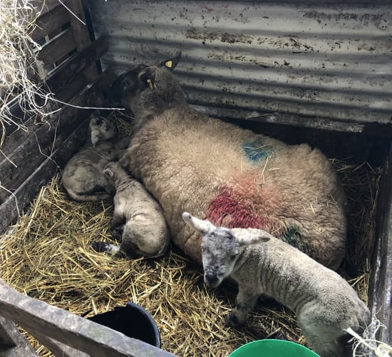'Infection and dystocia the 2 main causes of lamb mortality'