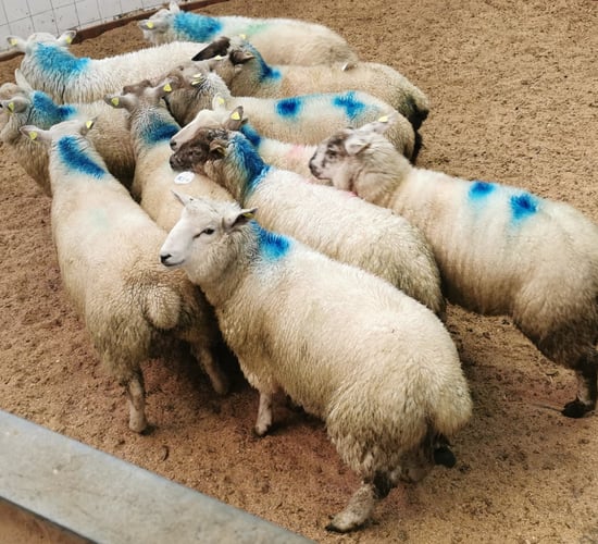 Sheep trade: 30c/kg difference in base price for lambs opens up between factories