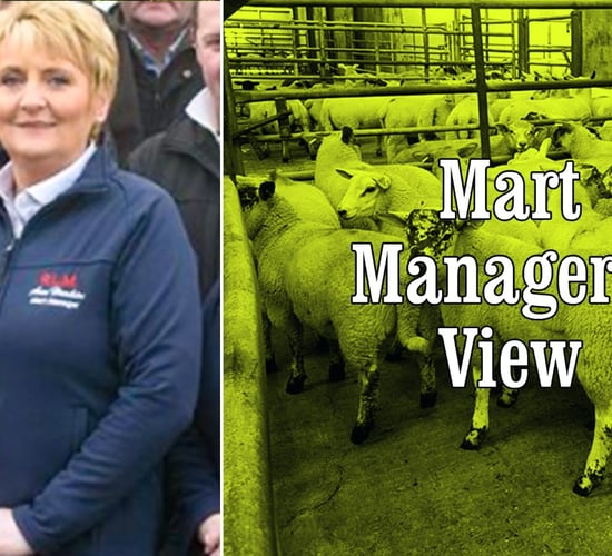 'It's not often you see lambs making €215/head that are going to the butcher'