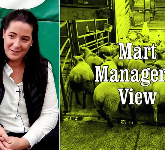 'It's been a shocking dear year for store lambs'