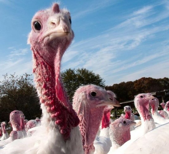Bird flu identified in free-range turkey flock in Wicklow