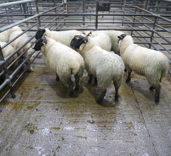 Sheep import figures 'don't tell full story' - ICSA